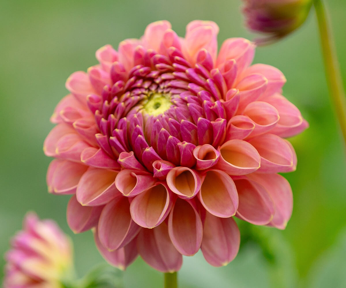 幸せの花嫁